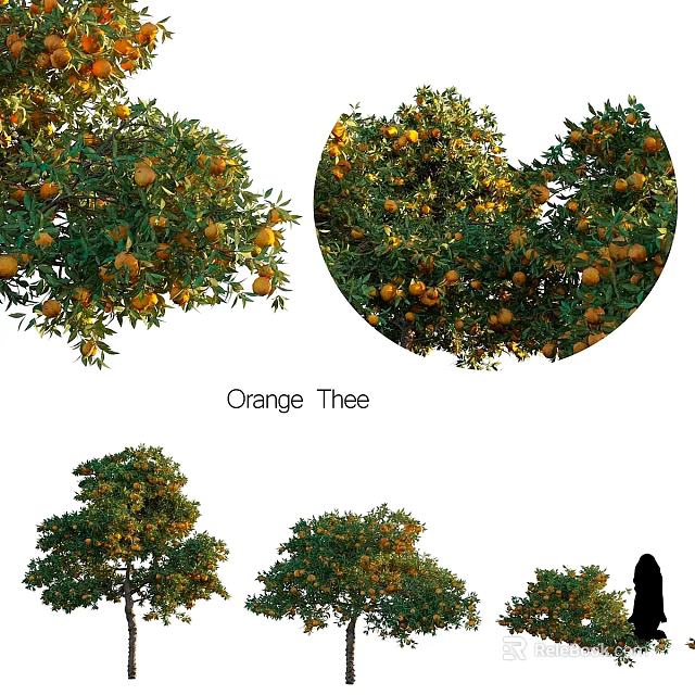 Orange Tree With Lush Green Leaves And Ripe Oranges In Garden 3d model 