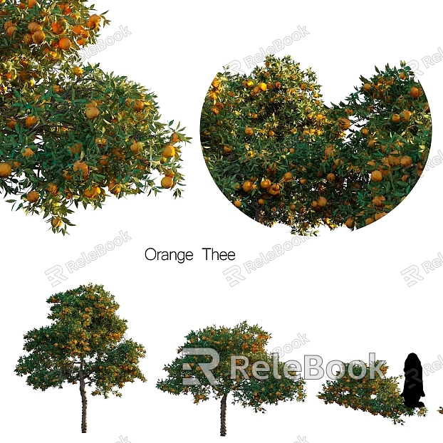 Ethnic Tree Tree Orange Plantation model