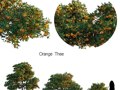 Orange Tree With Lush Green Leaves And Ripe Oranges In Garden 3d model
