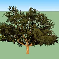 Two Lush Green Arbor Trees With Healthy Foliage And Brown Trunks