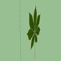 Fresh Green Chestnut Leaf With Clear Veins On White Background