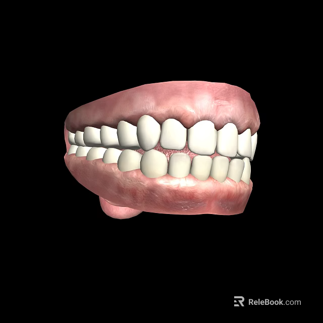 Human Teeth 3D Model With Detailed Gums And Healthy Structure 3d model 