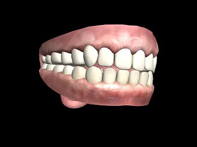 Human Teeth 3D Model With Detailed Gums And Healthy Structure 3d model