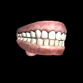 Human Teeth 3D Model With Detailed Gums And Healthy Structure 3d model