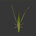 Green Grasshopper with Long Legs Standing on Dark Background Close Up View 3d model