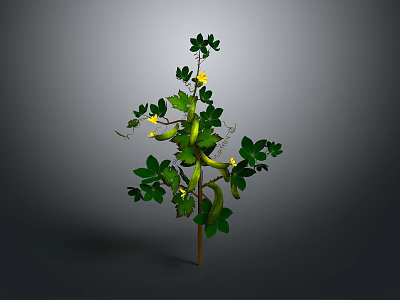 Green Vine Plant with Yellow Small Flowers Green Leaves and Bean Pods 3d model