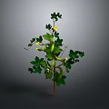 Green Vine Plant with Yellow Small Flowers Green Leaves and Bean Pods