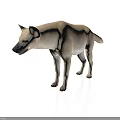Light Colored Hyena Standing In Natural Posture On White Background