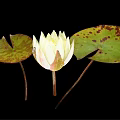 Yellow Lotus Flower With Green Leaves And Brown Spots On Black Background