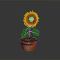 Beautiful Sunflower Plant in Terracotta Pot with Green Leaves and Yellow Petals