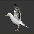 Seagull with White Feathers Spread Wings Yellow Beak and Black Wing Tips on Reflective Surface