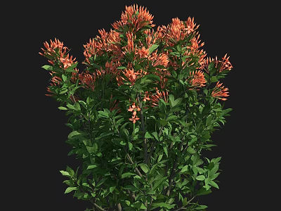 Lush Botanical Plant with Vibrant Orange Flowers and Fresh Green Leaves 3d model