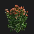 Lush Botanical Plant with Vibrant Orange Flowers and Fresh Green Leaves