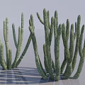Green Succulent Cactus Plants With Long Branching Stems And Textured Surface On White Background