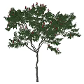 Lush Arbor with Green Leaves and Red Fruits on Slender Trunk