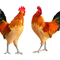 Two Colorful Roosters With Red Combs And Vibrant Feathers Standing Together