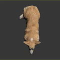 Corgi Dog Sitting With Tongue Out On Black Reflective Background Surface