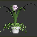 Green Orchid Plant With Pink Flowers In White Pot And Trailing Leaves On Dark Background