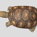 Realistic Tortoise With Brown Textured Shell On Gray Background 3d model