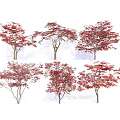 Multiple Red Leaf Trees With Vibrant Foliage Isolated On White Background 3d model