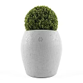 Three White Concrete Pots With Round Green Bonsai Plants In Different Sizes For Home Decor
