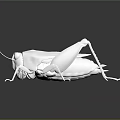 White Grasshopper Model With 3D Design On Dark Background And Reflection 3d model