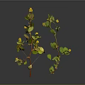 Green Leaf Plant With Yellow Small Flowers And Red Stems On Dark Background