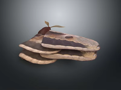 Large Moth With Patterned Wings And Eye Like Spots On Dark Background 3d model