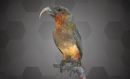 Modern Parrot Large Parrot Specimen 3d model