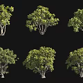 Various Arbor Trees With Lush Green Foliage And Different Crown Shapes 3d model