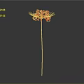 Red Flower With Slender Stem And Radiant Petals On Gradient Gray Black Background