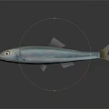 Silver Fish With Shiny Body And Large Eye On Dark Background With Reflection
