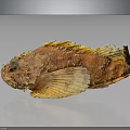 Orange Red Fish with Scales and Fins on Smooth Surface Against Gray Background Showing Reflection