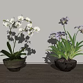 Bonsai Potted Plants with White and Purple Orchids on Wooden Floor Against Light Wall