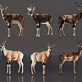 Six Antelopes in Various Standing Poses on Gray Background Display Wildlife Features
