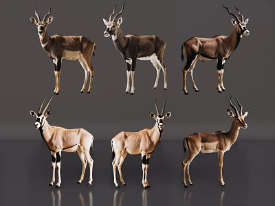 Six Antelopes in Various Standing Poses on Gray Background Display Wildlife Features 3d model