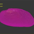 Detailed Brown Shell Structure Resembling Organ With Hair Like Texture Features
