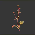 Green Leaf Plant With Yellow Small Flowers And Red Green Stems On Gray Background