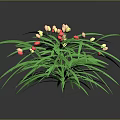 Lush Green Plant With Long Leaves And Clusters Of Small Yellow Red Flowers