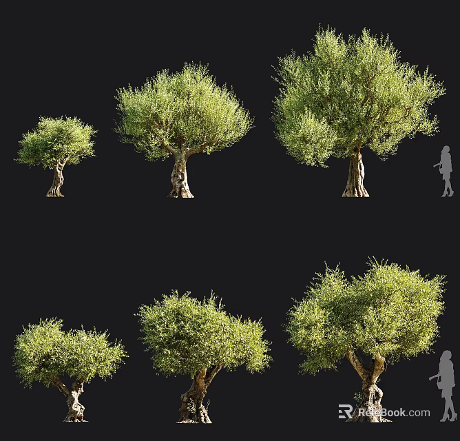Various Olive Trees With Green Foliage And Natural Trunk In Different Sizes 3d model 