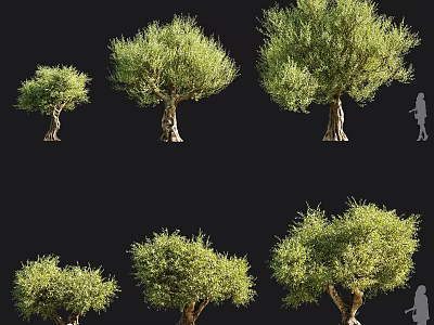 Various Olive Trees With Green Foliage And Natural Trunk In Different Sizes 3d model