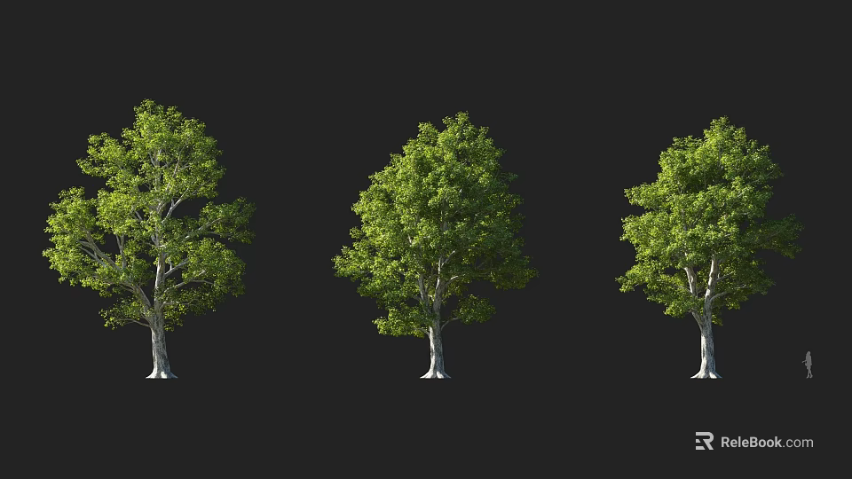 Three Lush Green Arbor Trees With Dense Foliage And Straight Trunks On Dark Background 3d model 