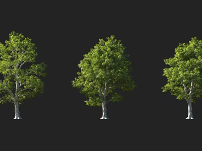 Three Lush Green Arbor Trees With Dense Foliage And Straight Trunks On Dark Background 3d model