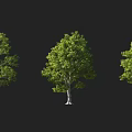 Three Lush Green Arbor Trees With Dense Foliage And Straight Trunks On Dark Background