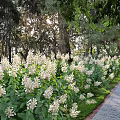 Lush Garden Shrubs With White Flowers And Green Leaves In Multiple Views