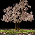Pink Flowering Arbor with Green Grass and Scattered Petals in Bloom