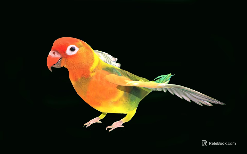 Colorful Flying Bird With Red Head Orange Body Green Tail Spread Wings on Black Background 3d model 