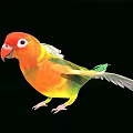 Colorful Flying Bird With Red Head Orange Body Green Tail Spread Wings on Black Background