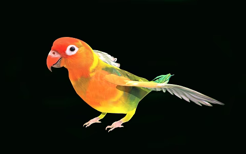 Modern Parrot Birds 3d model