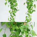 Lush Green Hanging Basket Plants For Indoor Wall Decor With Trailing Leaves